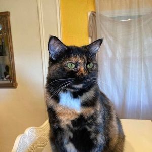 Meet your Posher, Susan